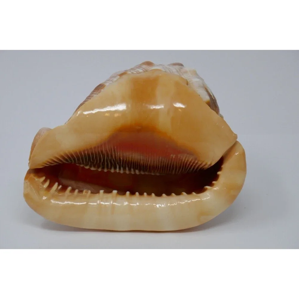 Carved Cameo Helmet Conch Shell Seashell Masquerade Masked Man